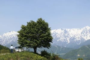 北アルプスの山裾を牛方が行き来した塩の道「千国街道」（長野県／新潟県）【日本の街道を旅する】