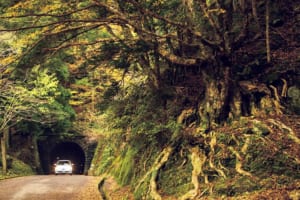 歴史と文学に彩られた伊豆山中の峠越え「下田街道」（静岡県）【日本の街道を旅する】