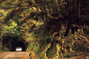 踊り子も越えていった伊豆山中の峠道（静岡県・天城峠）【絶景ドライブ 日本の峠を旅する】