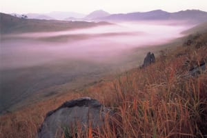 石灰岩の露頭が点在する草原を朝霧が漂い流れていく（山口県 秋吉台）【雲海ドライブ＆スポット Spot 74】