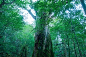 脱炭素で地域振興、貢献を目指す！ アウディ、屋久島と持続可能な未来の実現に向けた基本合意書を締結