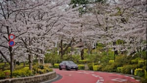 CURVES JAPAN