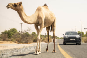 ポルシェ・カイエン・エレクトリック