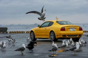 小林稔写真集 CHASING GRACE