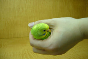 ハンドルは「小鳥をつかんでいるように握る」のがコツである。