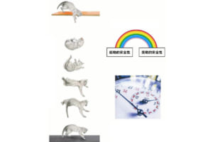 ネコは高いところから落ちても、きれいな姿勢で着地する。それは、反射的に体を反転させて着地に備えているからである。